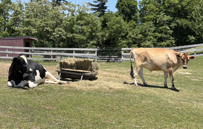 195487MSPCA-Angell Hosting Adoption Open House for Farm Animals at Nevins Farm