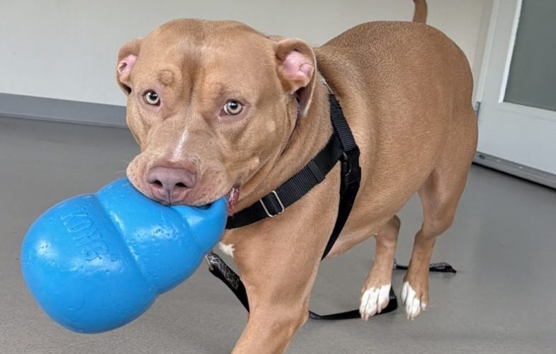 196274MSPCA-Angell, MASS Coalition Partners Kick Off Summer Adoption Series with Fee-Waived Event