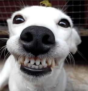 dog smiling showing teeth