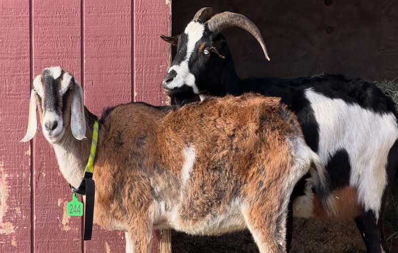 195049More than 300 Animals Recovering in MSPCA-Angell’s Care Following Removal from Hadley Property