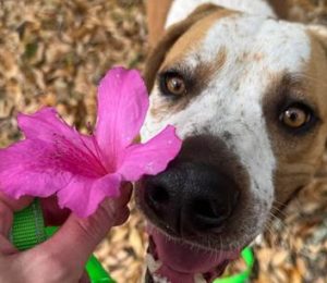 A brown and white dog is looking up at a bright pink flower