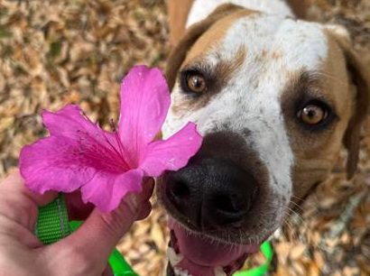 A brown and white dog is looking up at a bright pink flower