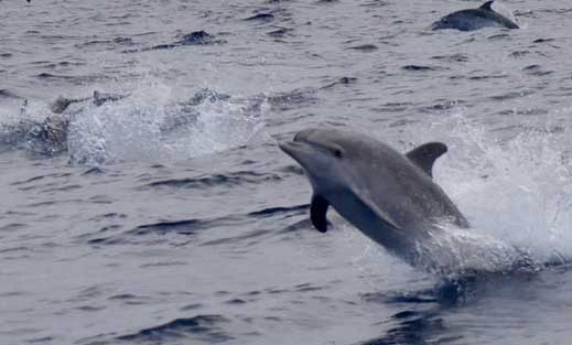 9834Dolphins