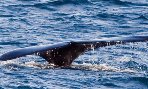 9836North Atlantic Right Whales