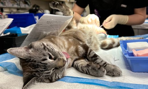 A cat being neutered