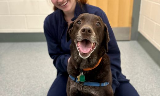 A Brown Lab with a Vet Tech
