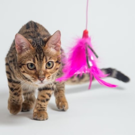 209899The Importance of Indoor Cat Enrichment