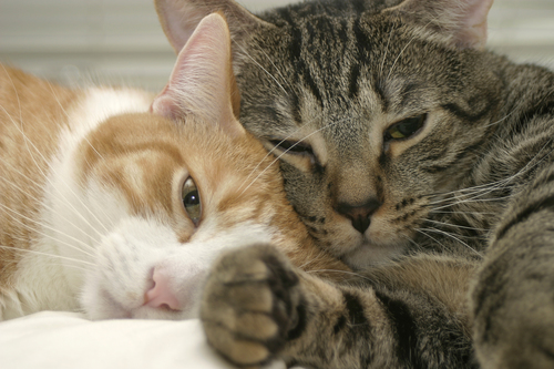 198079Feline Idiopathic Cystitis