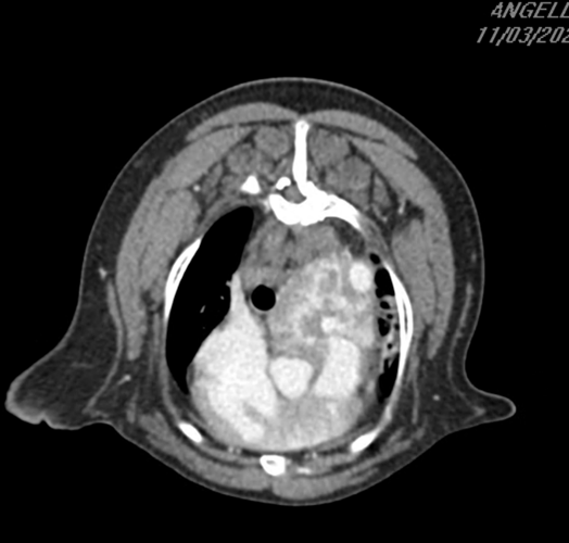 198066Hemangiosarcoma and Heart Base Tumors