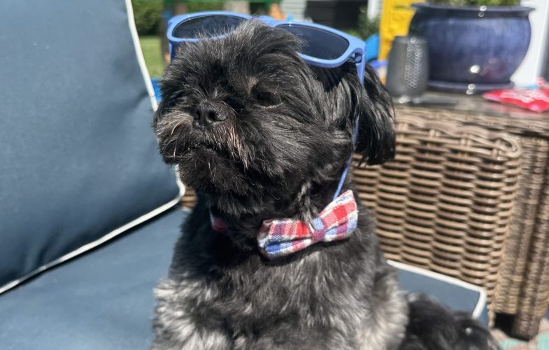 197643MSPCA-Angell Experts Offer Advice to Keep Pets Safe Ahead of July 4th