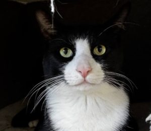 A black and white cat peering from inside of a box