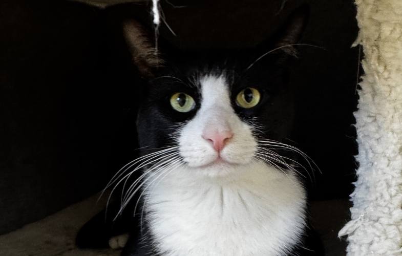 201706MSPCA-Angell Holding Urgent One-Day Fee-Waived Adoption Event for Adult Cats