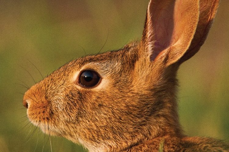 9379The Leaping Bunny Standard