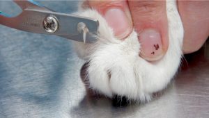 cat nail trim