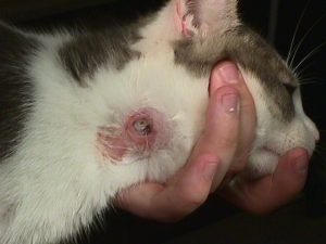 cat with cuterebra