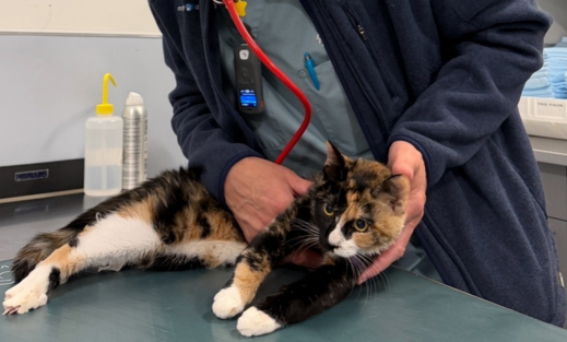 a cat gets an exam from a veterinarian.