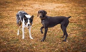 couple of dogs