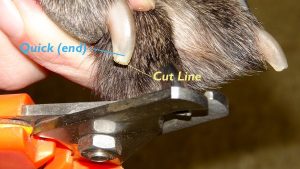 dog nail trim