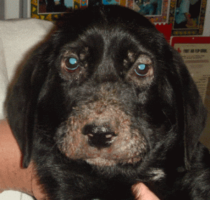 juvenile cellulitis in puppy