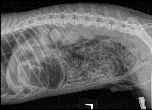 204501Gastrointestinal Imaging: Using Radiography as a Diagnostic Starting Point