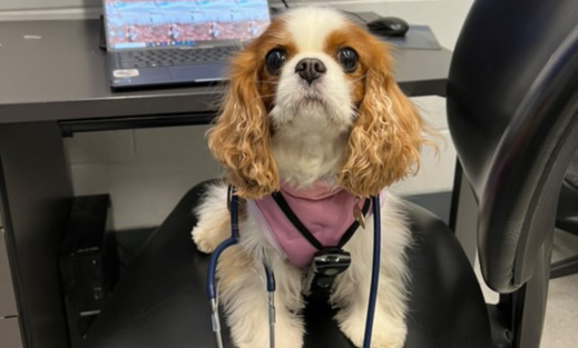 A Cavalier dog sitting on a chair with an open laptop behind her, she is wearing a stethoscope.