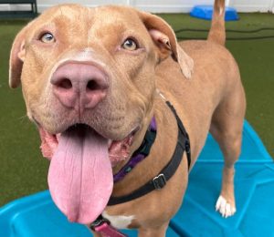 A dog with tan fur is standing outside on a blue object. Their tongue is hanging out. There is a white fence behind them.