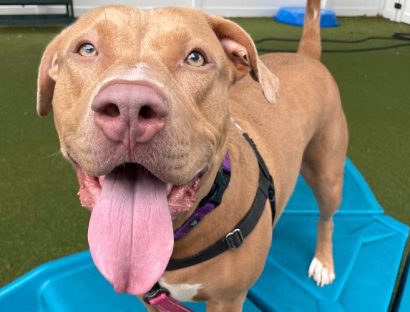 A dog with tan fur is standing outside on a blue object. Their tongue is hanging out. There is a white fence behind them.