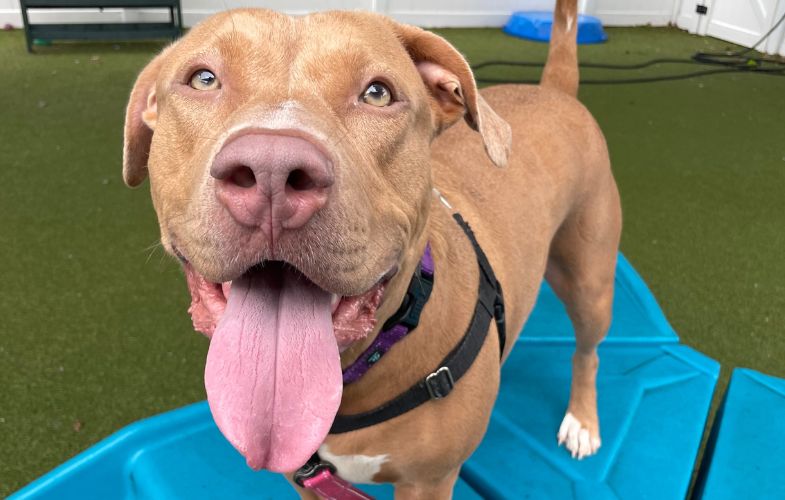 203611MSPCA-Angell, Shelter Partners Look to Clear the Shelters During Fee-Waived Adoptathon