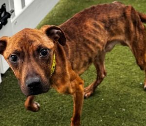 A young dog with red, black, and brown fur is standing on a patch of grass next to a white fence. The dog's fur is striped.