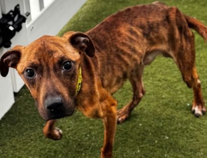 A young dog with red, black, and brown fur is standing on a patch of grass next to a white fence. The dog's fur is striped.