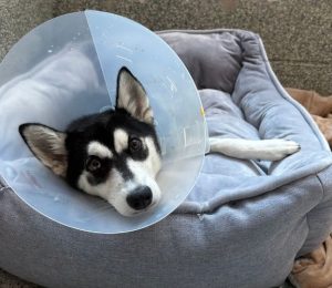 A dog with black and white fur is resting in a gray and blue bed. The bed is on top of an orange blanket. The dog is wearing a clear plastic cone around their head.