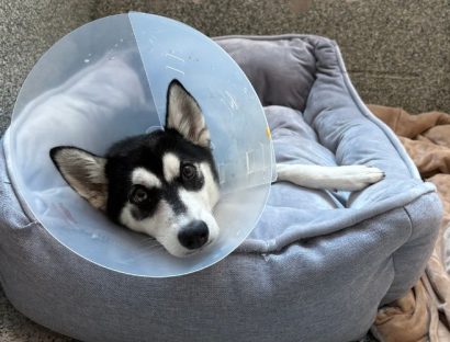 A dog with black and white fur is resting in a gray and blue bed. The bed is on top of an orange blanket. The dog is wearing a clear plastic cone around their head.