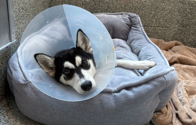 203043MSPCA-Angell Treating Stray Puppy After Hit-By-Car Incident