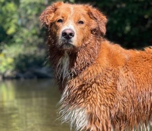 A large dog with red and white fur is standing next to a body of water. His fur is slightly wet. There are trees with green leaves in the background.