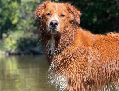 A large dog with red and white fur is standing next to a body of water. His fur is slightly wet. There are trees with green leaves in the background.