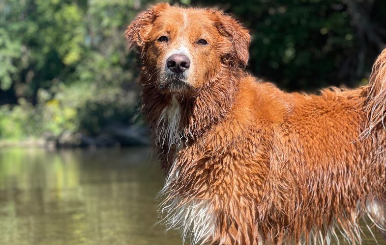 203132Angell Animal Medical Center Warns Pet Owners About the Dangers of Cyanobacteria