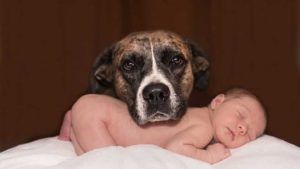 dog with baby