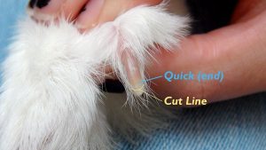 bunny nail trim