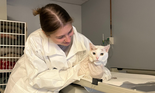 a white cat getting i-131 therapy