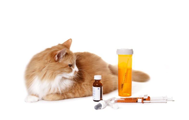 203586The Dos and Don’ts of Pets Medications