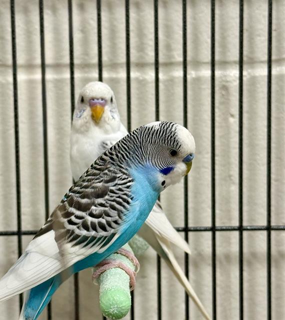 Chirpy