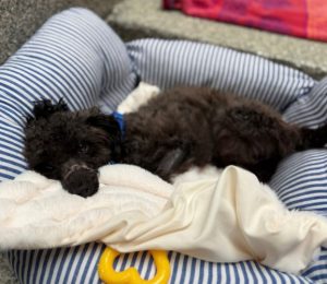 Carrot, a small black poodle mix, lays on a dog bed in the Boston shelter.