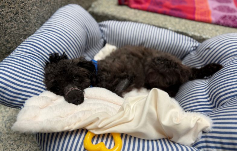 207105Stray Poodle-Mix Found Injured in Cambridge Ready for Adoption
