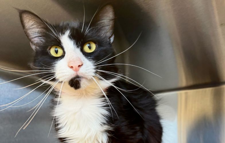 206499MSPCA-Angell Sounds Alarm for Cat Adopters, Fosters!