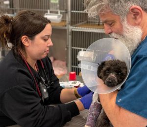 A small black dog is being held by a person wearing a turquoise shirt. There is another person in the image wrapping the dog's leg with medical tape.