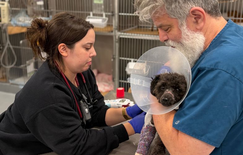 206503MSPCA-Angell Law Enforcement Seeks Public’s Help Finding Owner of Injured Stray Dog in Cambridge