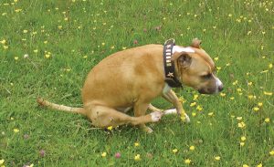 dog butt scooting
