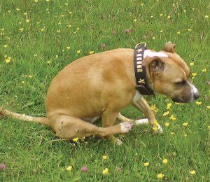 dog butt scooting
