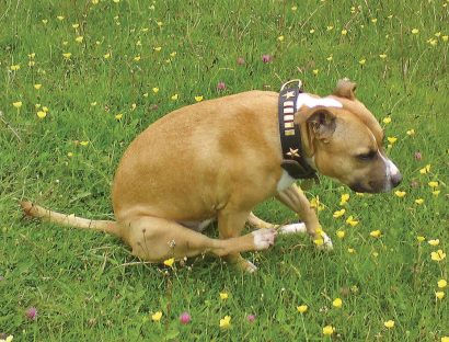 dog butt scooting