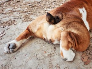 dog anal glands